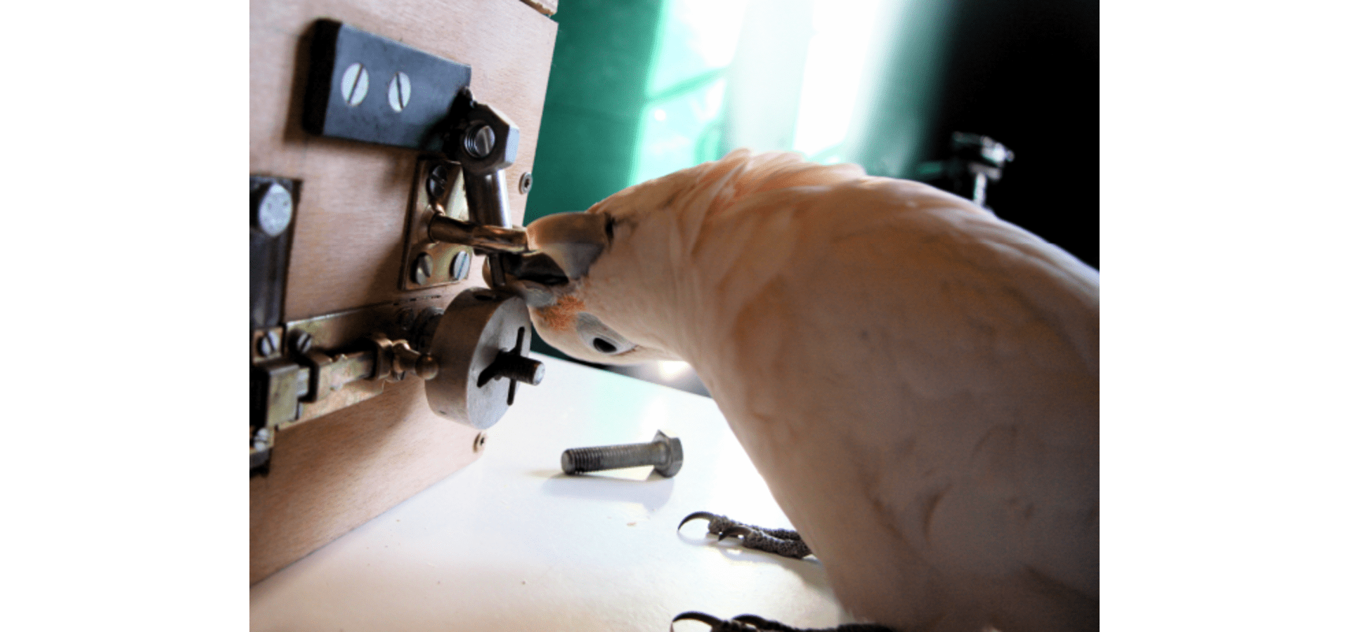 Alex Kacelnik on birds and what robots can learn from them