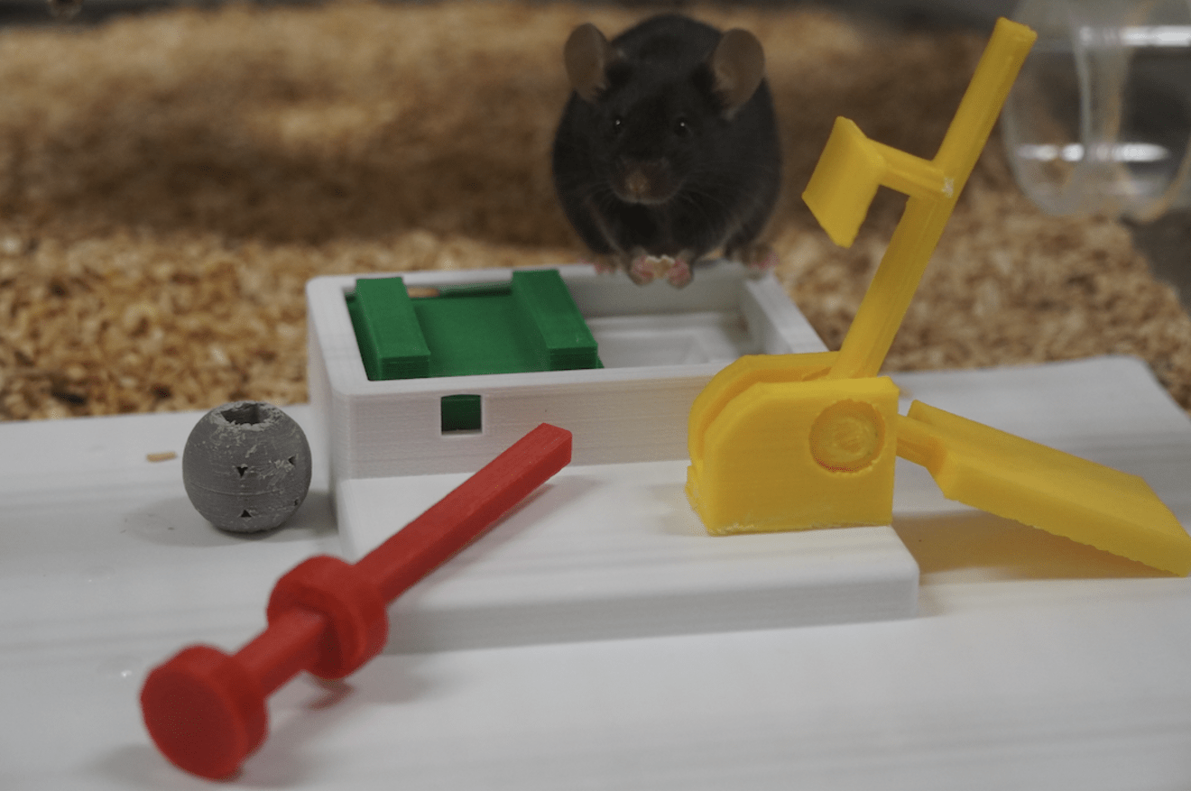 Lars Lewejohann talks about mouse intelligence