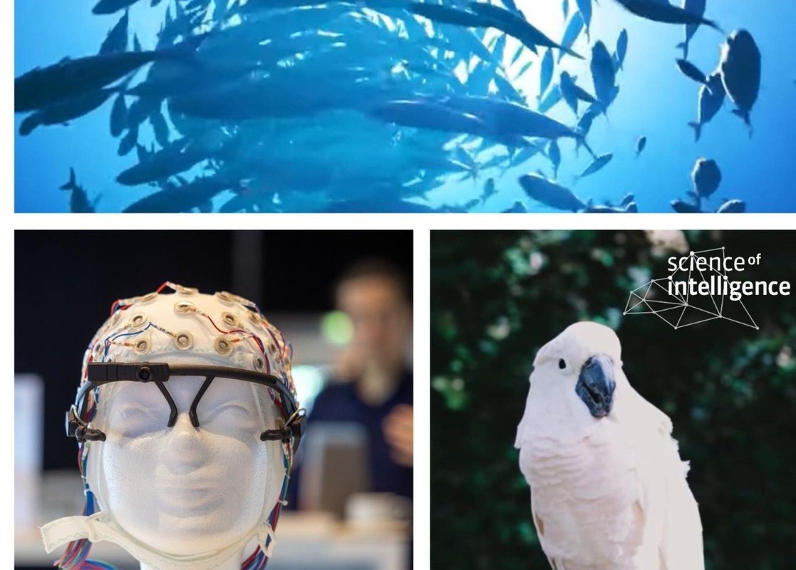 SCIoI in a Nutshell – a Video Glimpse Behind the Scenes
