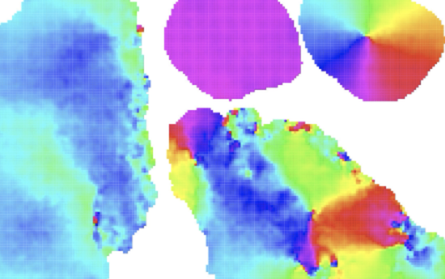 Early multicellular organisms without a nervous system behave like a collective