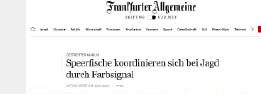 Speerfische koordinieren sich bei Jagd durch Farbsignal