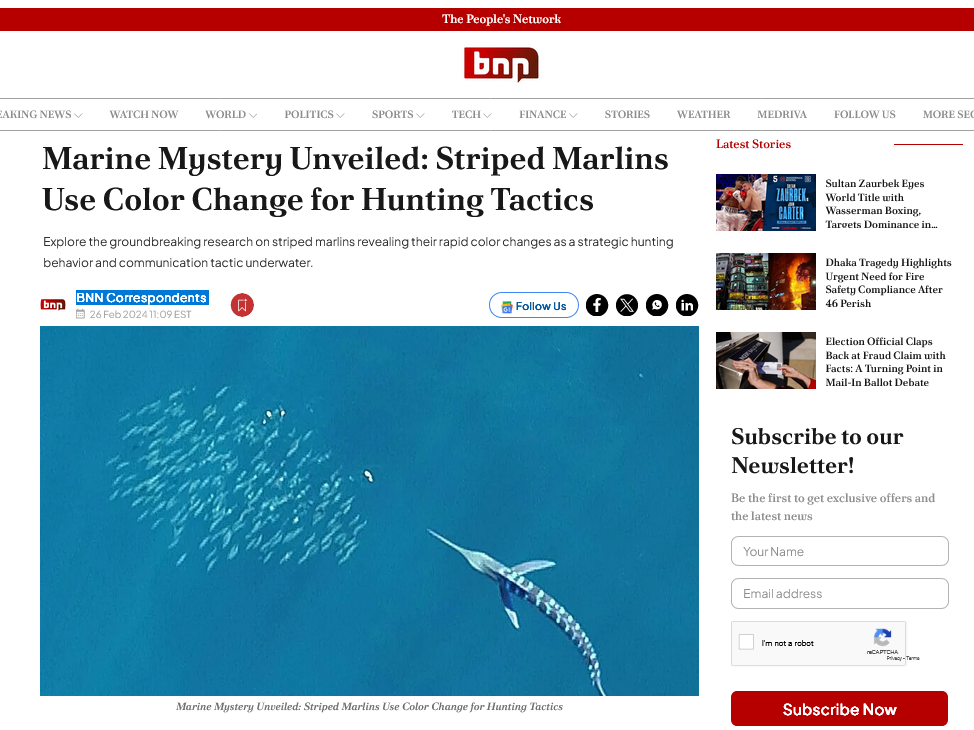 Marine Mystery Unveiled: Striped Marlins Use Color Change for Hunting Tactics