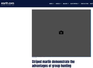 Striped marlin demonstrate the advantages of group hunting