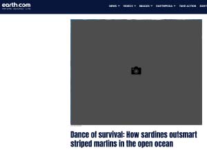Dance of survival: How sardines outsmart striped marlins in the open ocean