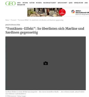Fontänen-Effekt: So überlisten sich Marline und Sardinen gegenseitig