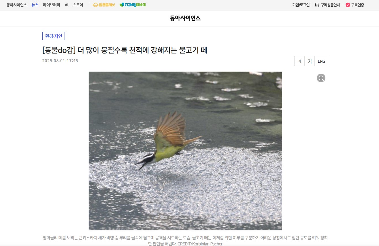 [동물do감] 더 많이 뭉칠수록 천적에 강해지는 물고기 떼