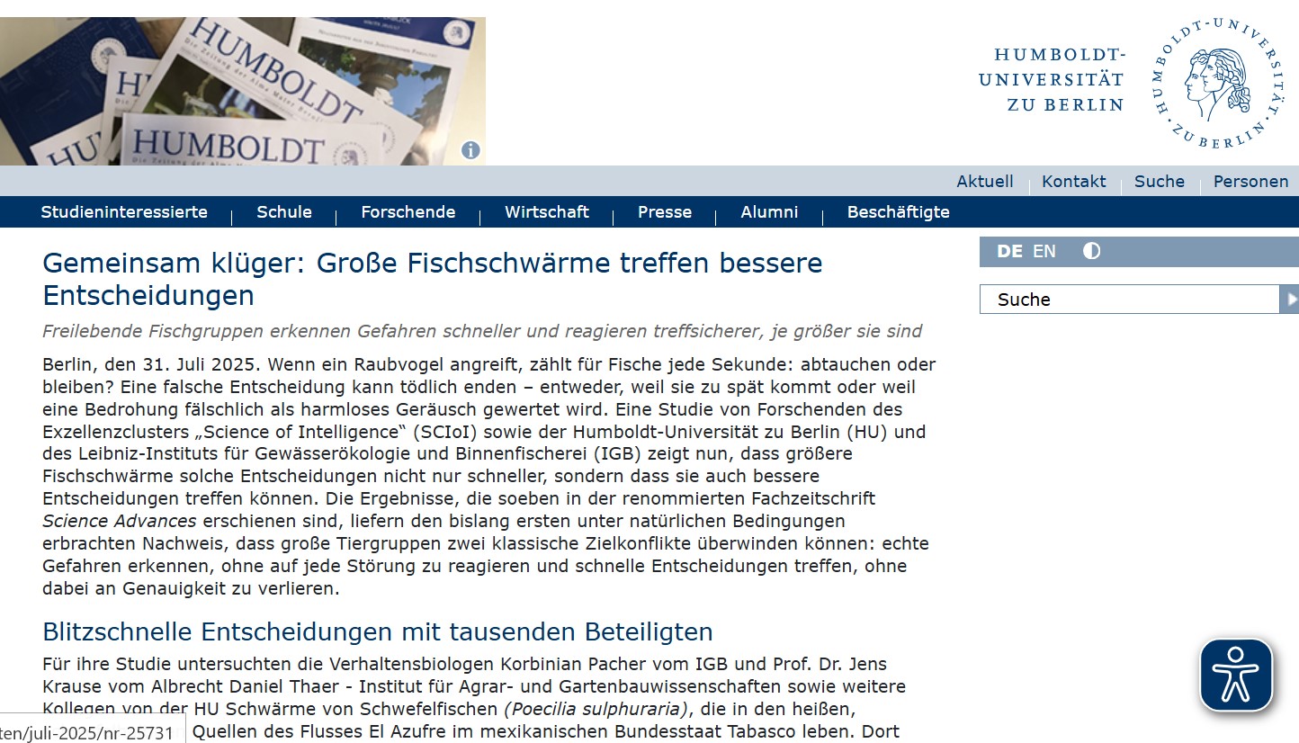 Gemeinsam klüger: Große Fischschwärme treffen bessere Entscheidungen 