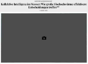 Kollektive Intelligenz im Wasser: Wie große Fischschwärme effektivere Entscheidungen treffen
