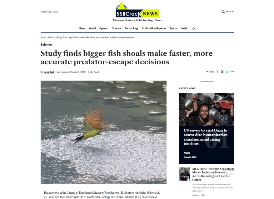 Study finds bigger fish shoals make faster, more accurate predator-escape decision