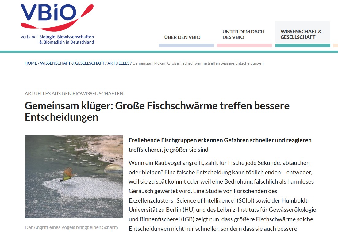 Gemeinsam klüger: Große Fischschwärme treffen bessere Entscheidungen