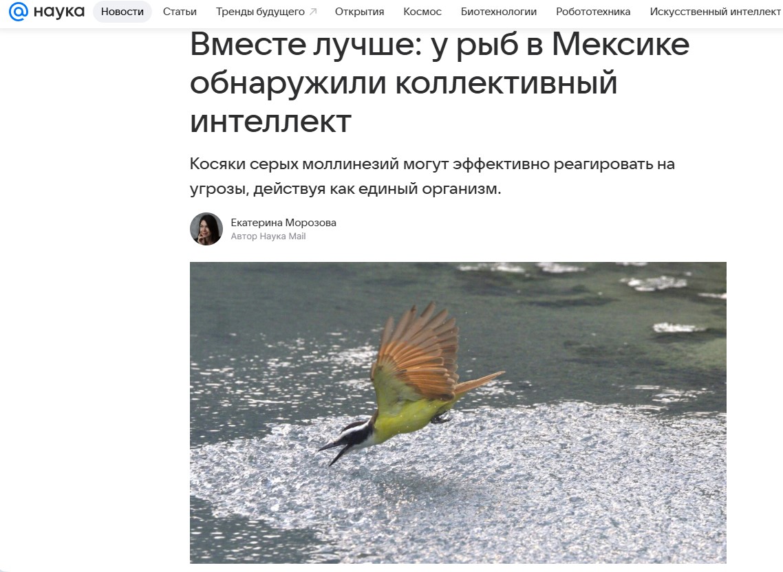 Вместе лучше: у рыб в Мексике обнаружили коллективный интеллект