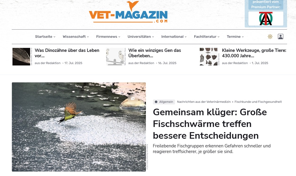 Gemeinsam klüger: Große Fischschwärme treffen bessere Entscheidungen