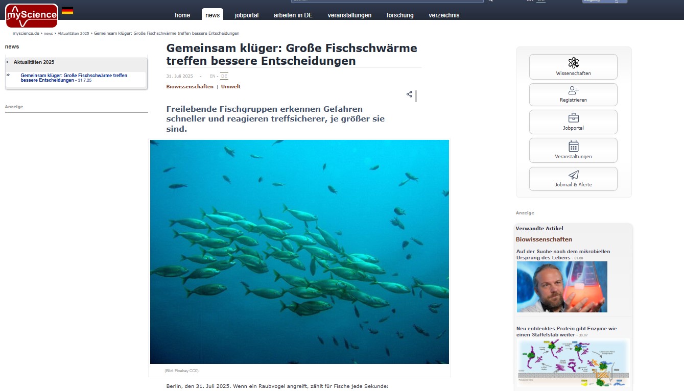 Gemeinsam Klüger: Neue Erkenntnisse Zu Fischschwarm-Entscheidungen