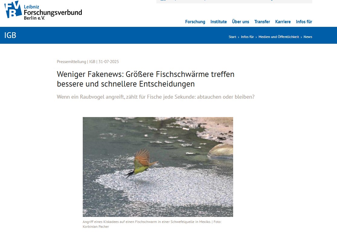 Weniger Fakenews: Größere Fischschwärme treffen bessere und schnellere Entscheidungen