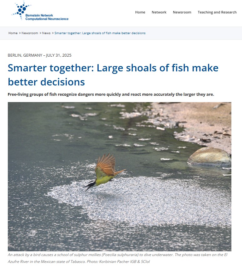 Smarter together: Large shoals of fish make better decisions