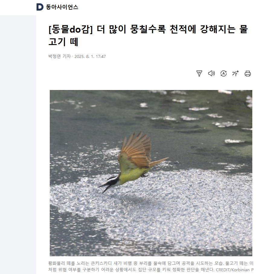 [동물do감] 더 많이 뭉칠수록 천적에 강해지는 물고기 떼