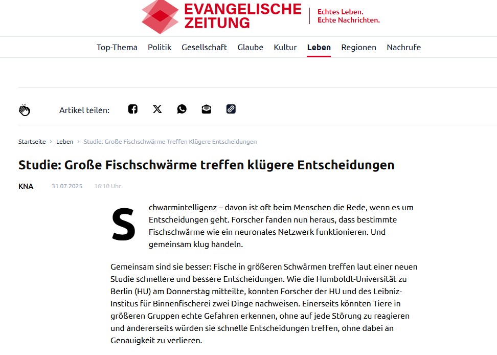 Studie: Große Fischschwärme treffen klügere Entscheidungen