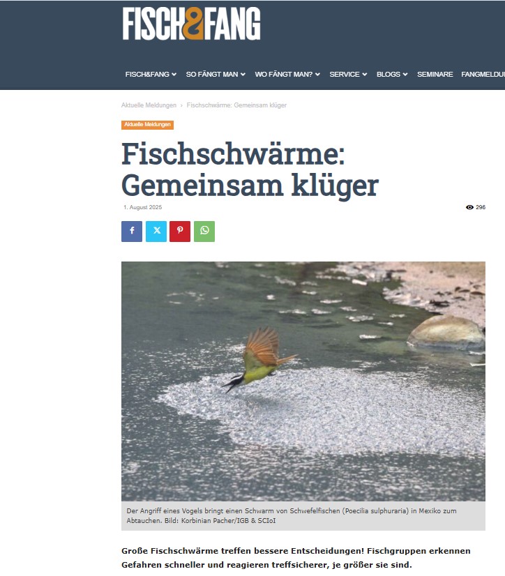 Fischschwärme: Gemeinsam klüger