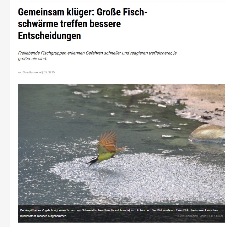Gemeinsam klüger: Große Fischschwärme treffen bessere Entscheidungen