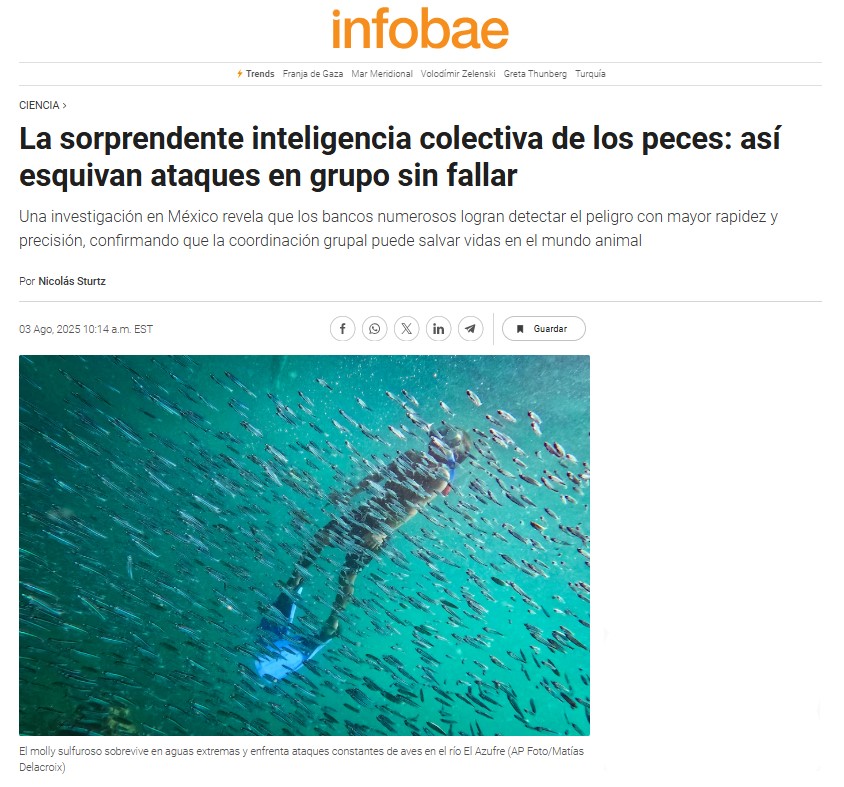 La sorprendente inteligencia colectiva de los peces: así esquivan ataques en grupo sin fallar