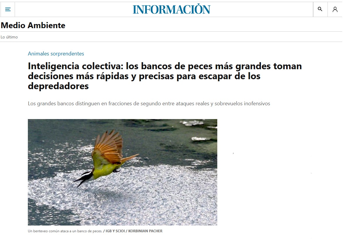 Inteligencia colectiva: los bancos de peces más grandes toman decisiones más rápidas y precisas para escapar de los depredadores