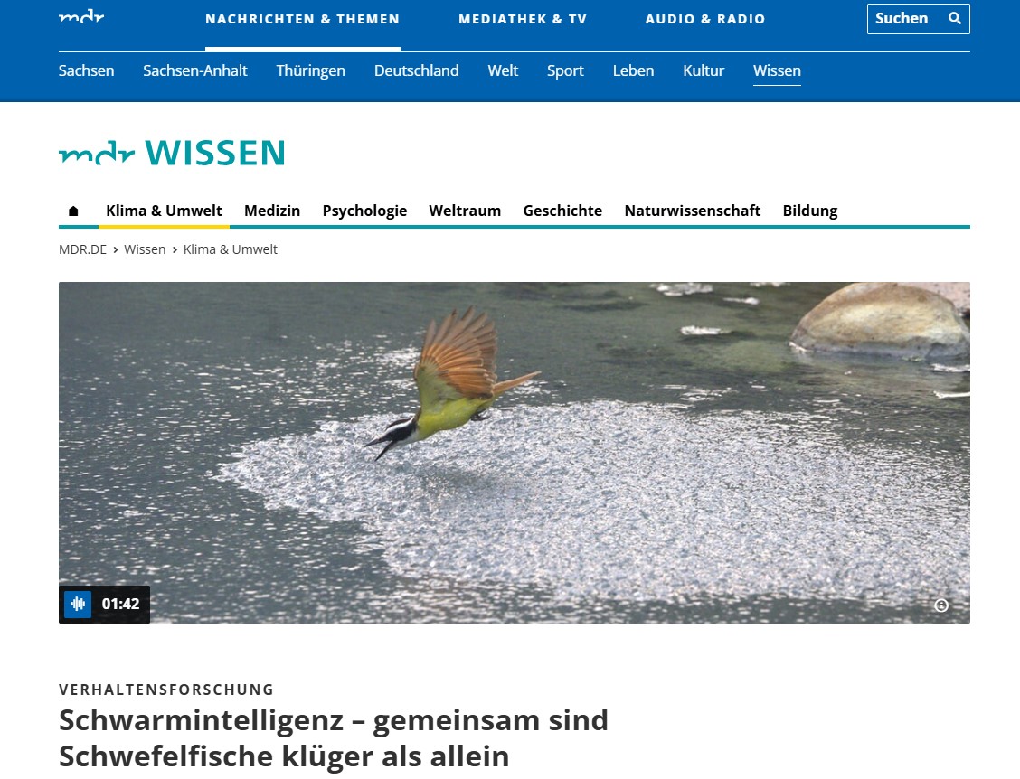 Schwarmintelligenz – gemeinsam sind Schwefelfische klüger als allein