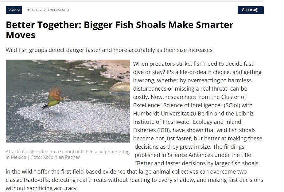 Better Together: Bigger Fish Shoals Make Smarter Moves