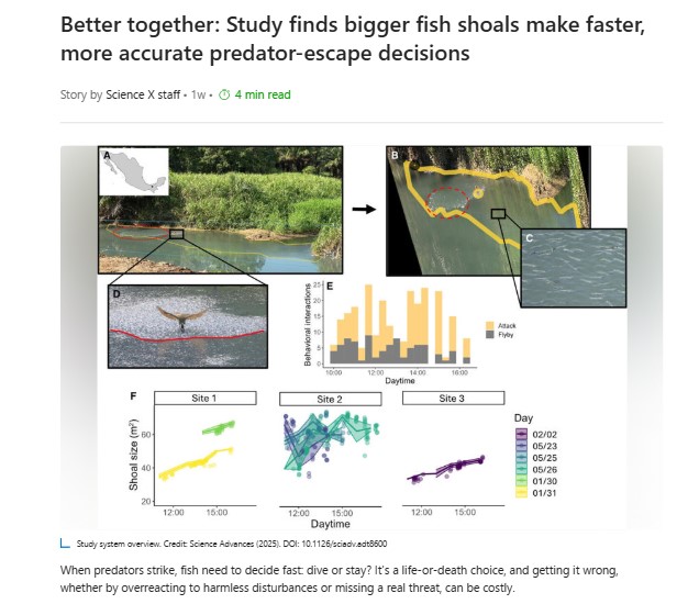 Fish shoals make faster, more accurate predator-escape decisions