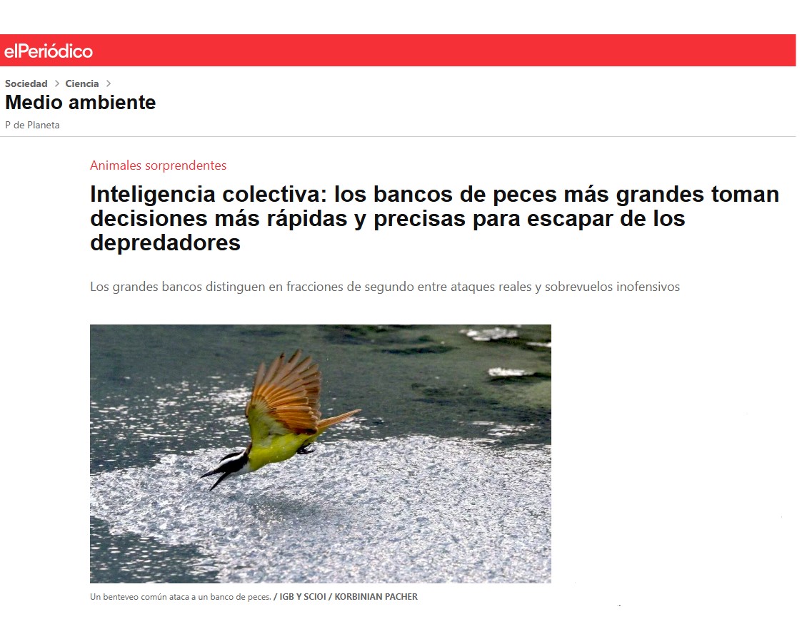 Inteligencia colectiva: los bancos de peces más grandes toman decisiones más rápidas y precisas para escapar de los depredadores