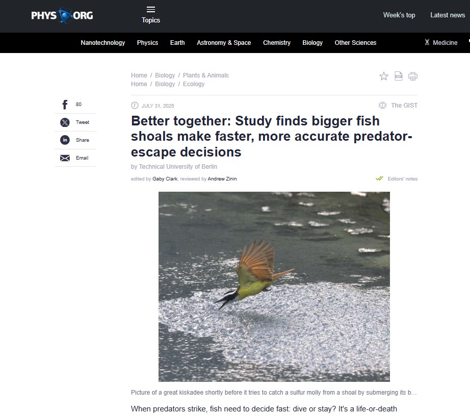 Better together: Study finds bigger fish shoals make faster, more accurate predator-escape decisions