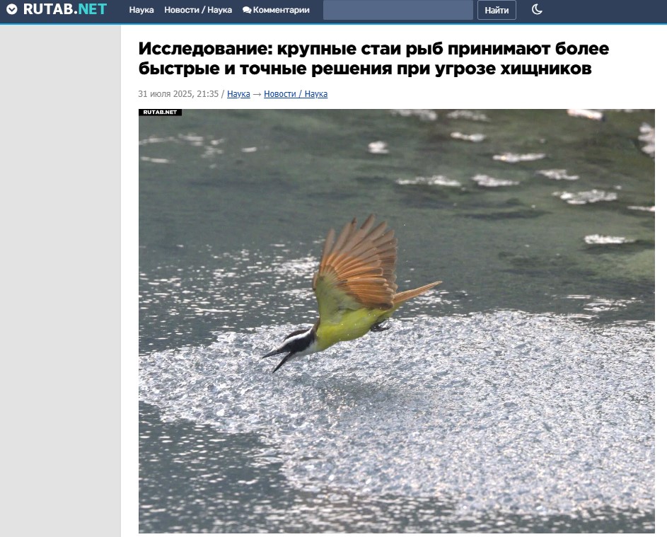 Исследование: крупные стаи рыб принимают более быстрые и точные решения при угрозе хищников Rutab.net