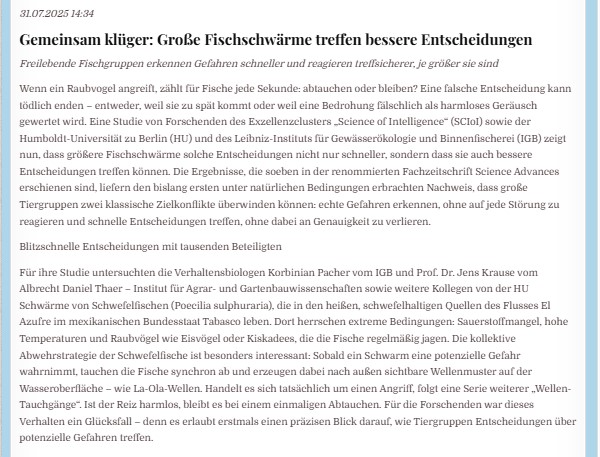 Gemeinsam klüger: Große Fischschwärme treffen bessere Entscheidungen