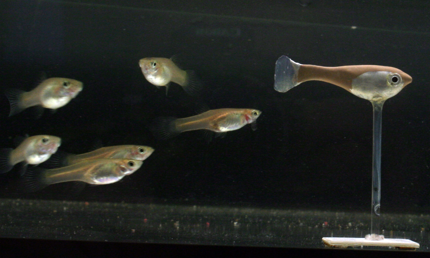 Extremely social robotic fish helps unravel collective patterns of animal groups