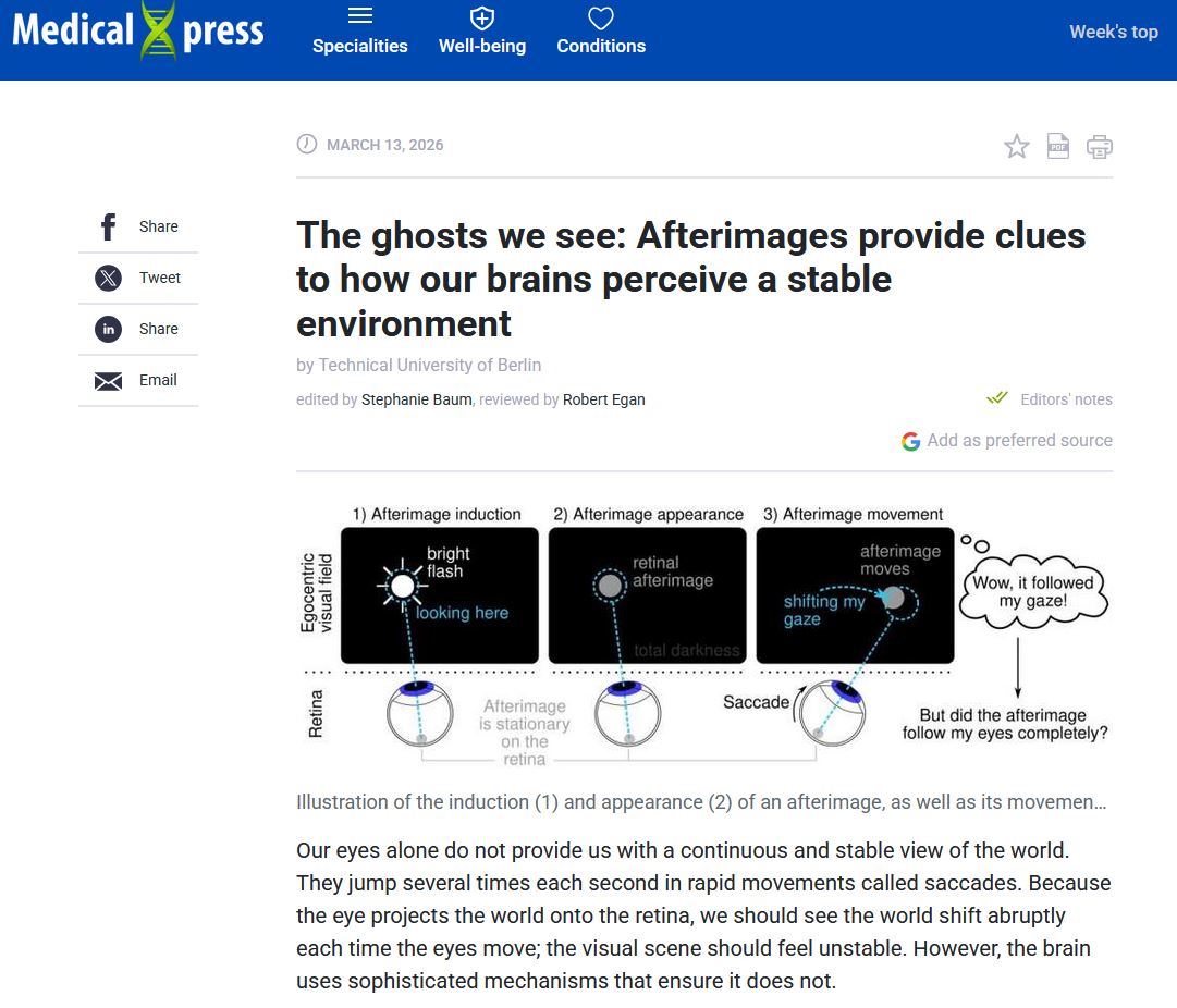 The ghosts we see: Afterimages provide clues to how our brains perceive a stable environment