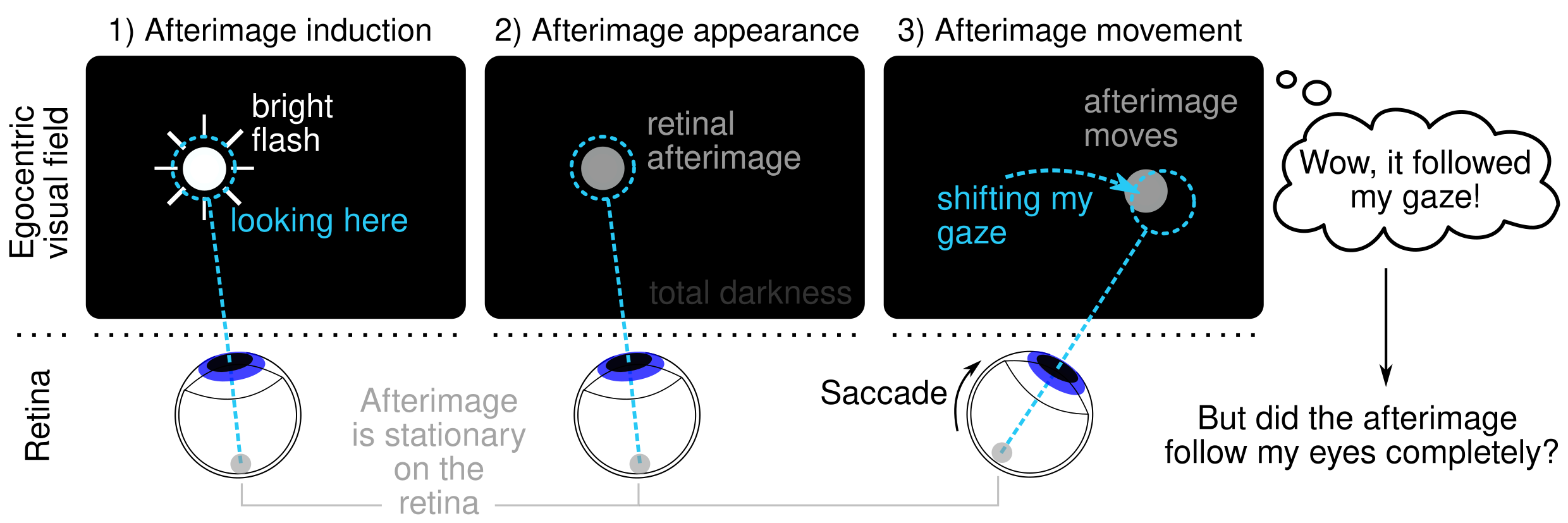 The ghosts we see: How afterimages reveal why the world appears stable