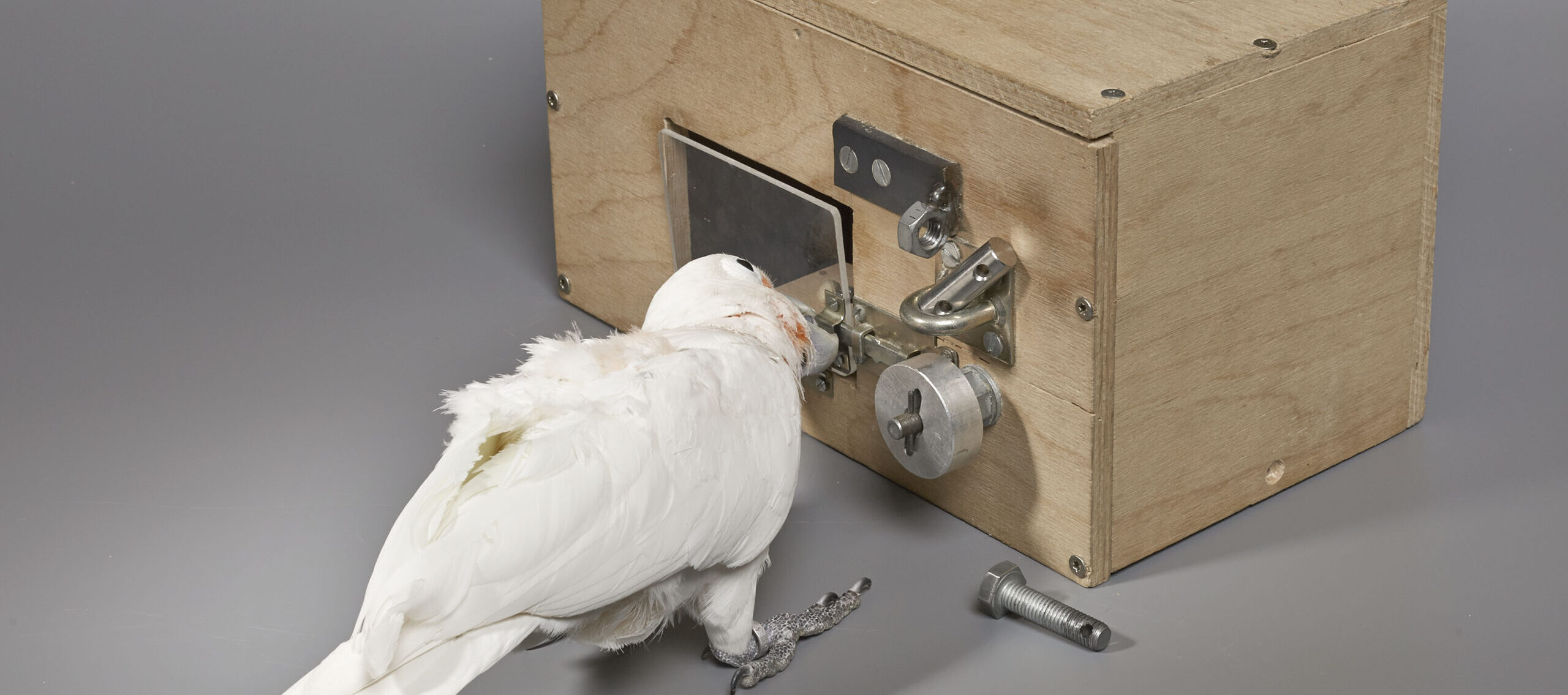 SCIoI presents candidates for universal principles of intelligence