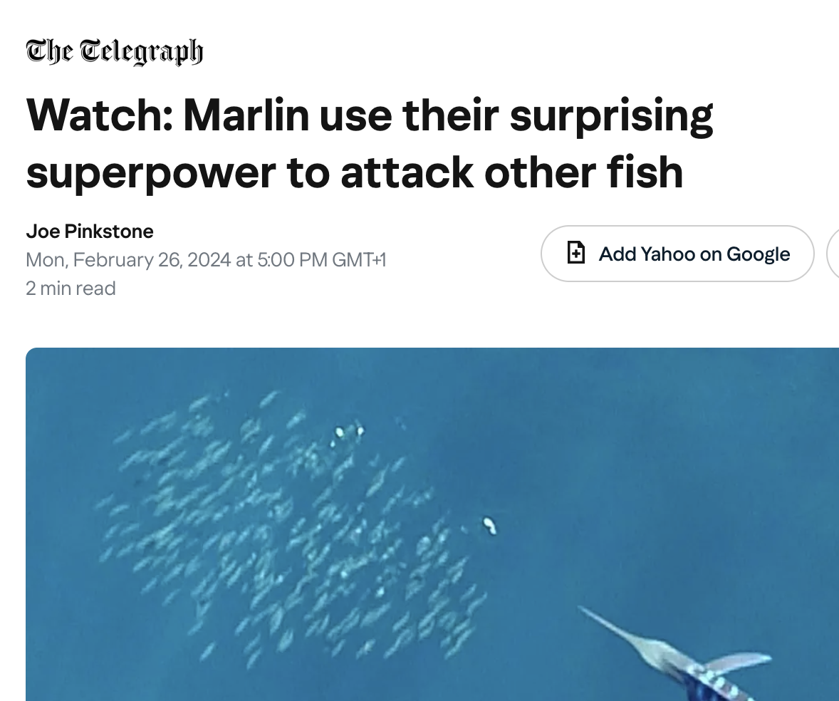 Watch: Marlin use their surprising superpower to attack other fish