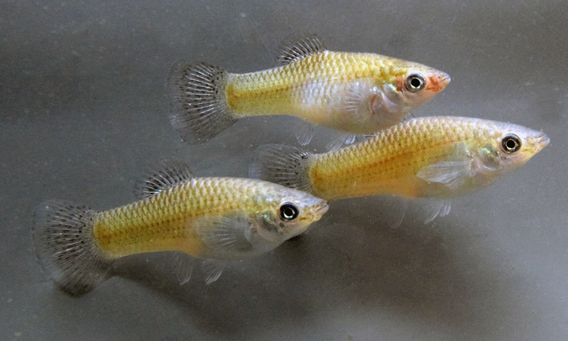 A swarm is more than the sum of its parts: genetically identical fish reveal principles of group behavior